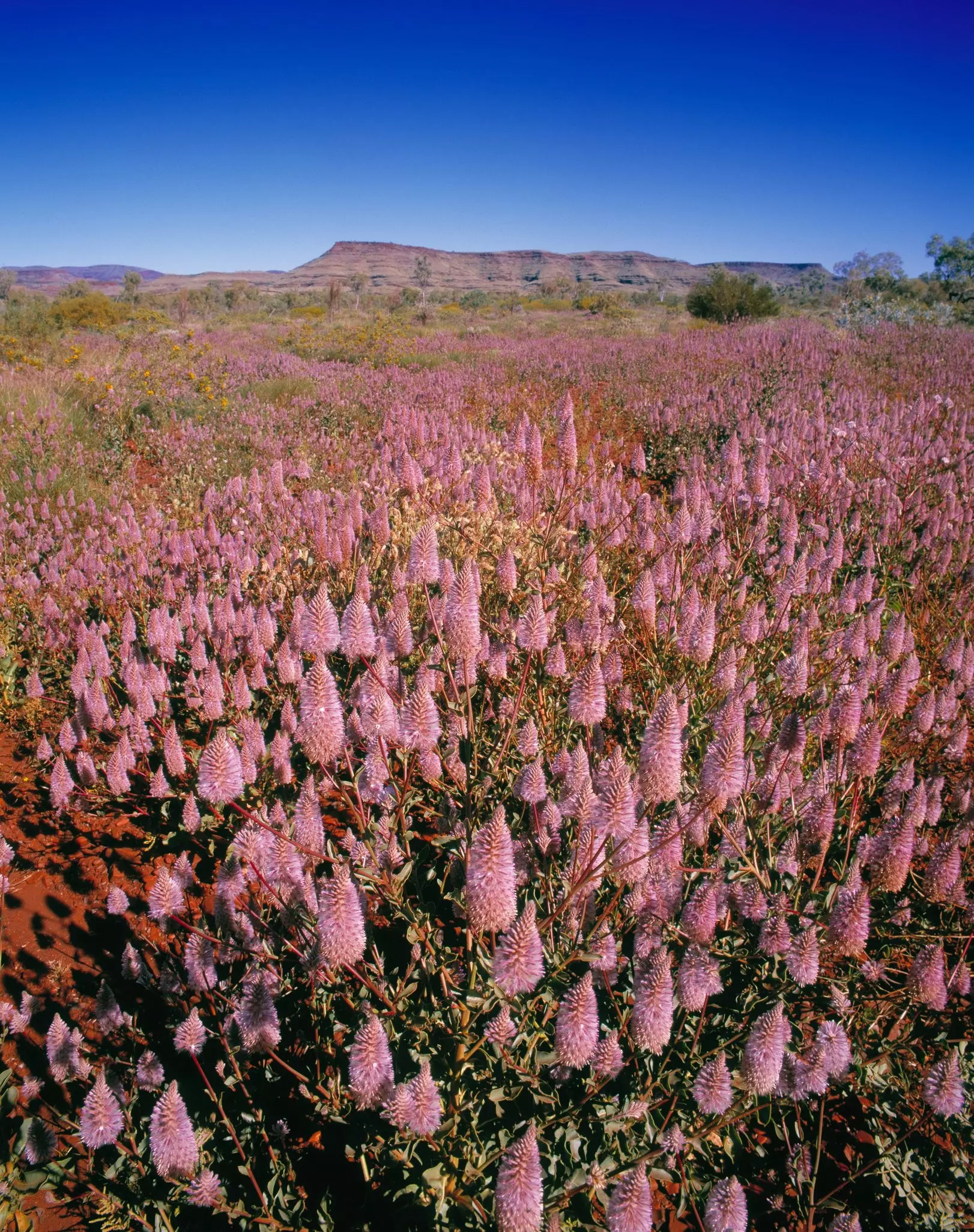 Mulla Mulla flowers, Pilbara, Australia