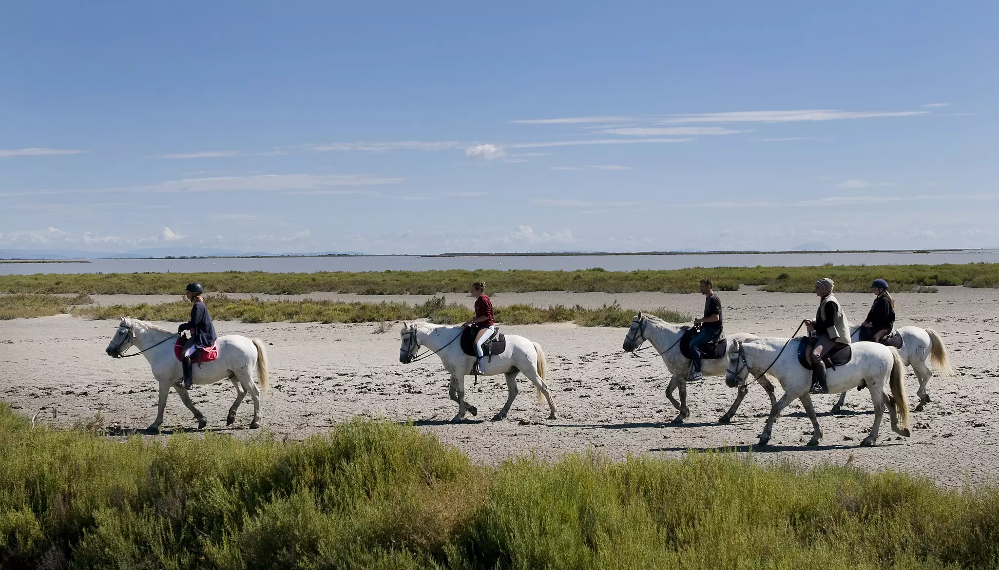 Riding horses in the Camargue reserve