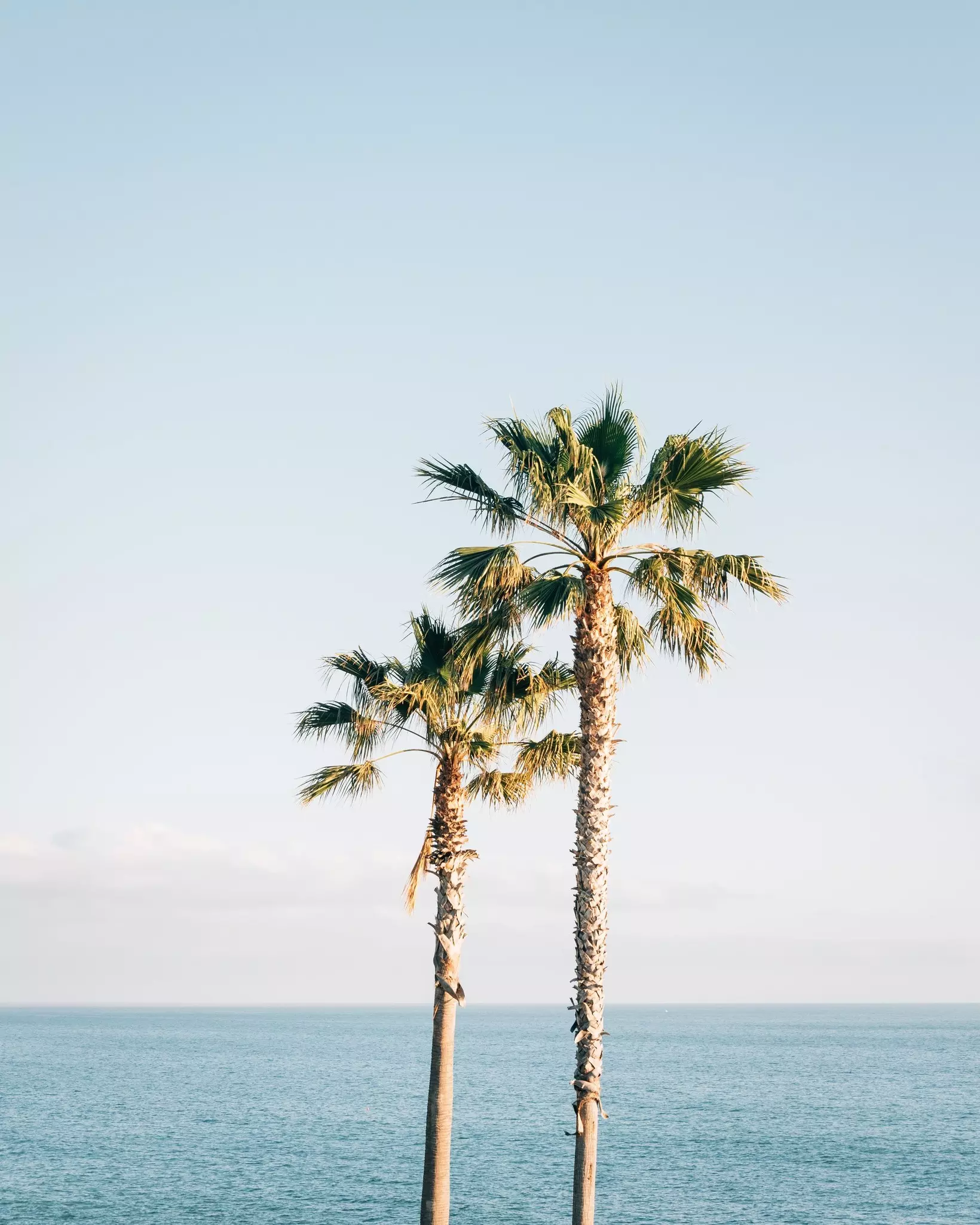 Palm trees and the Pacific Ocean at Treasure Island Park, in Laguna Beach, Orange County, California, License Type: media, Download Time: 2026-06-22T19:25:11.000Z, User: lonelyplanetmedia, Editorial: false, purchase_order: 65050 - Digital Destinations and Articles, job: WIP , client: WIP , other: Pia Peterson