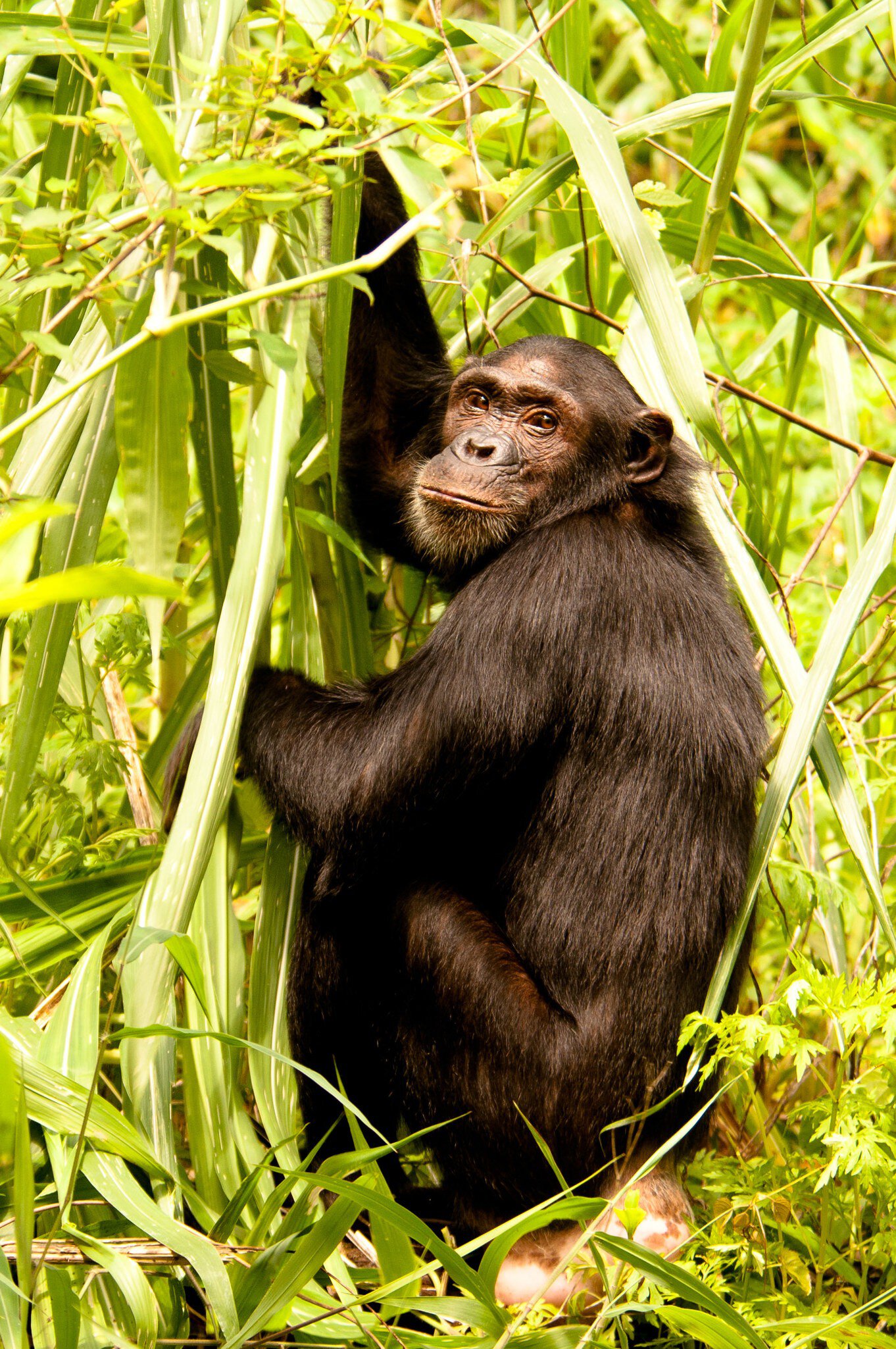 Chimpanzee, Mahale Mountains, Tanzania.