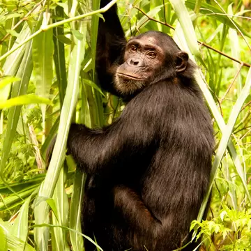 Chimpanzee, Mahale Mountains, Tanzania.