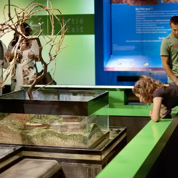 MONTREAL, CANADA, September 5, 2018: Insectarium, in a botanical garden with visitors who watch and photograph insects., License Type: media, Download Time: 2026-09-15T15:27:37.000Z, User: LP_NZhan, Editorial: true, purchase_order: 65050 - Digital Destinations and Articles, job: App Content, client: Lonely Planet App, other: Nadine Zhan 
