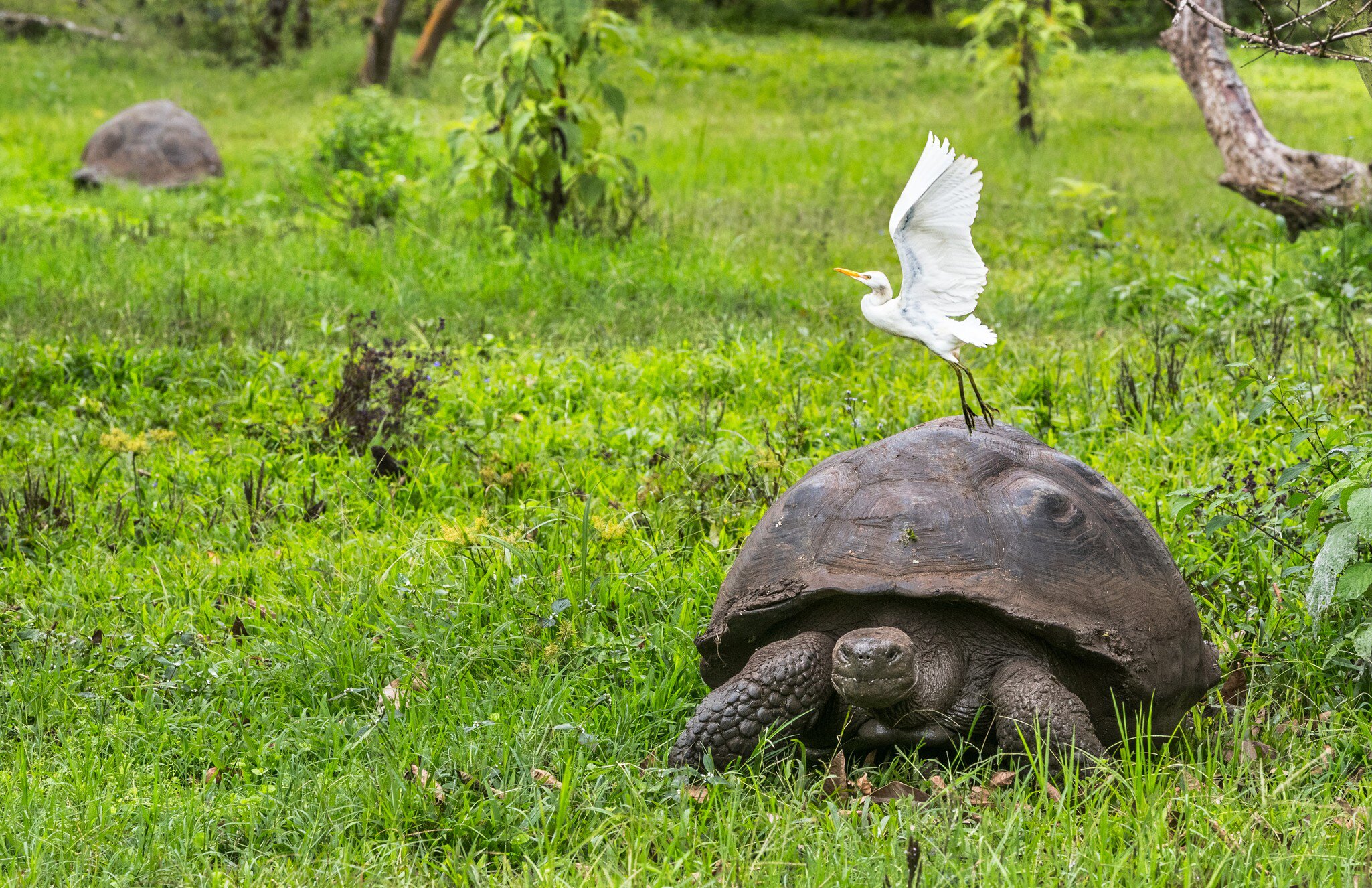 Galapagos Giant Tortoise with a white egret bird flying just above it on Santa Cruz Island in Galapagos Islands, Ecuador.