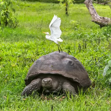 Galapagos Giant Tortoise with a white egret bird flying just above it on Santa Cruz Island in Galapagos Islands, Ecuador.