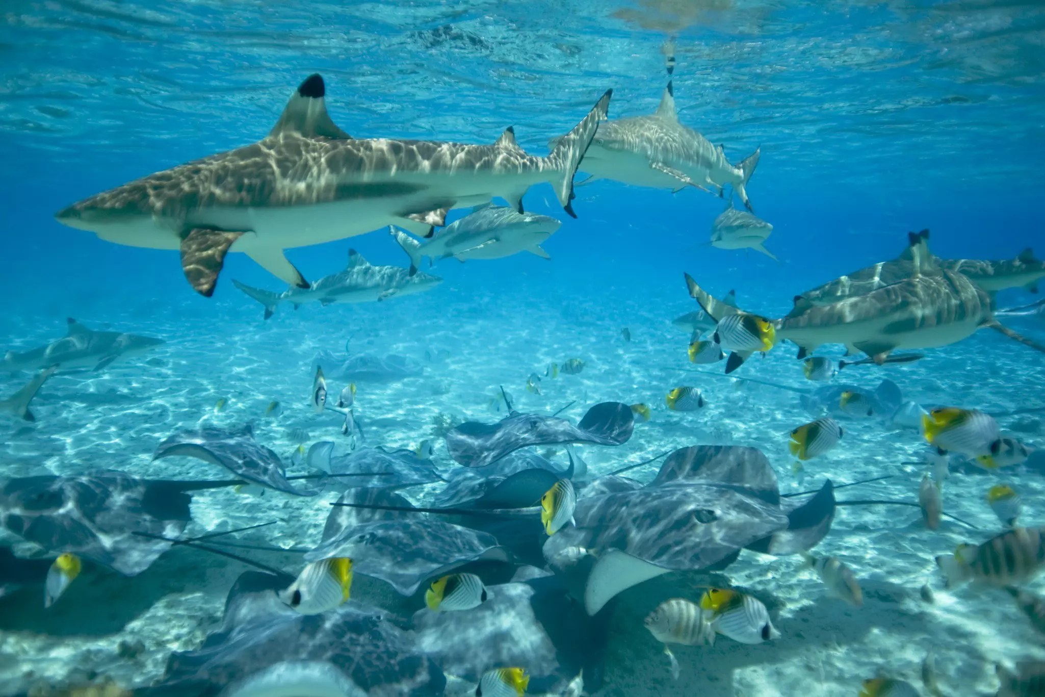 Black, yellow and white tropical fish swim around rays at the bottom of the sandy ocean, with black tip reef sharks swimming above