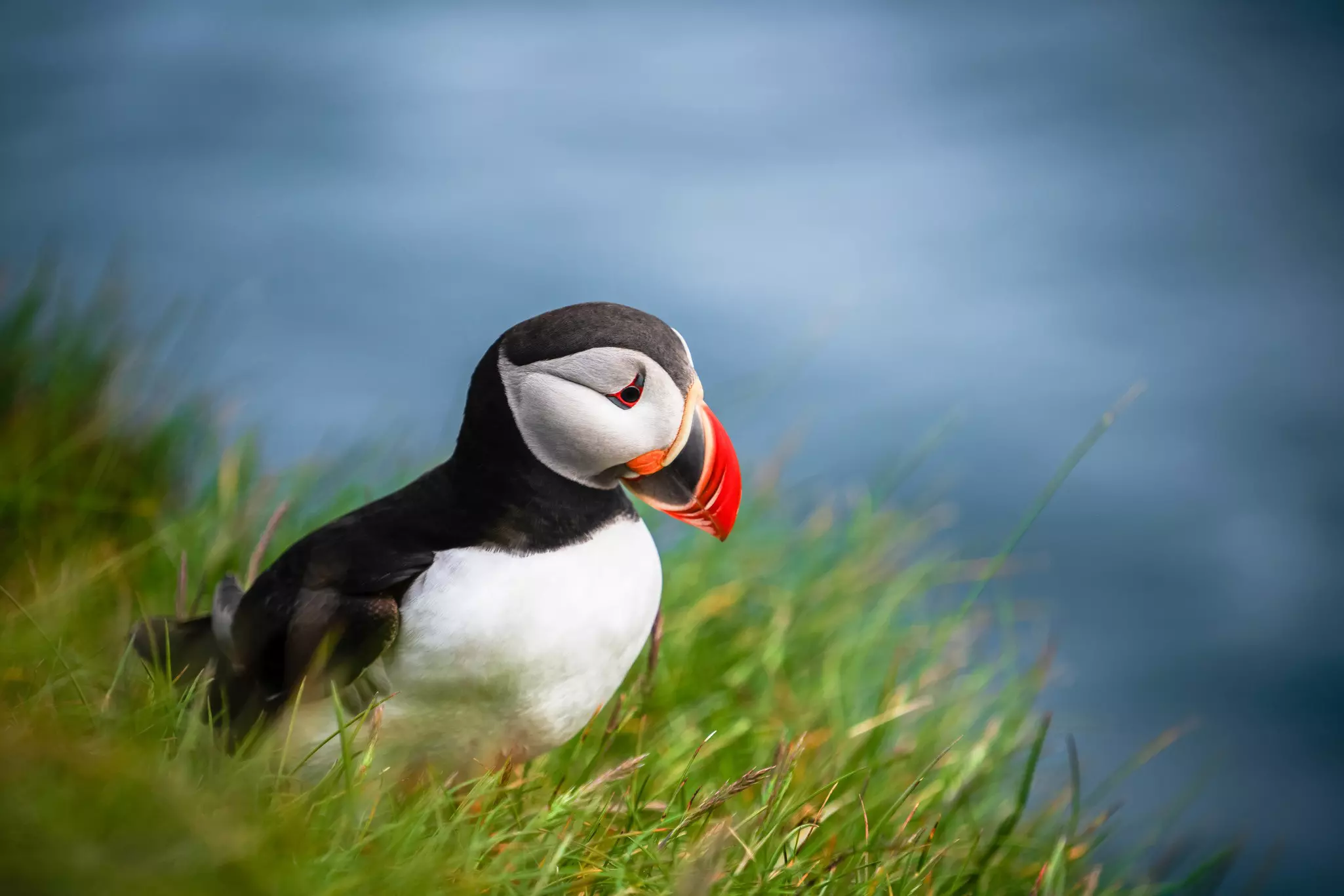 Puffins can be easily spotted on boat tours to the islands off Reykjavík's Old Harbor. Getty Images