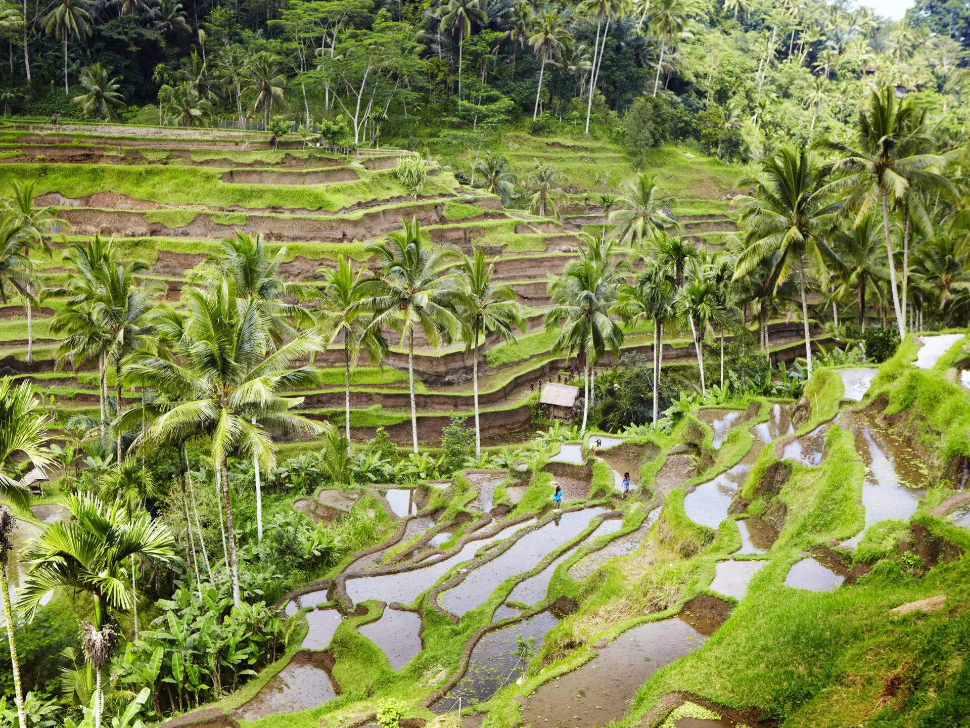 Rice terraces north of Ubud in Bali, Indonesia. 