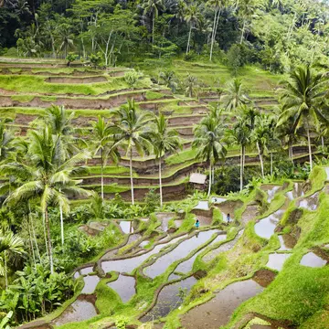 Rice terraces north of Ubud in Bali, Indonesia. 