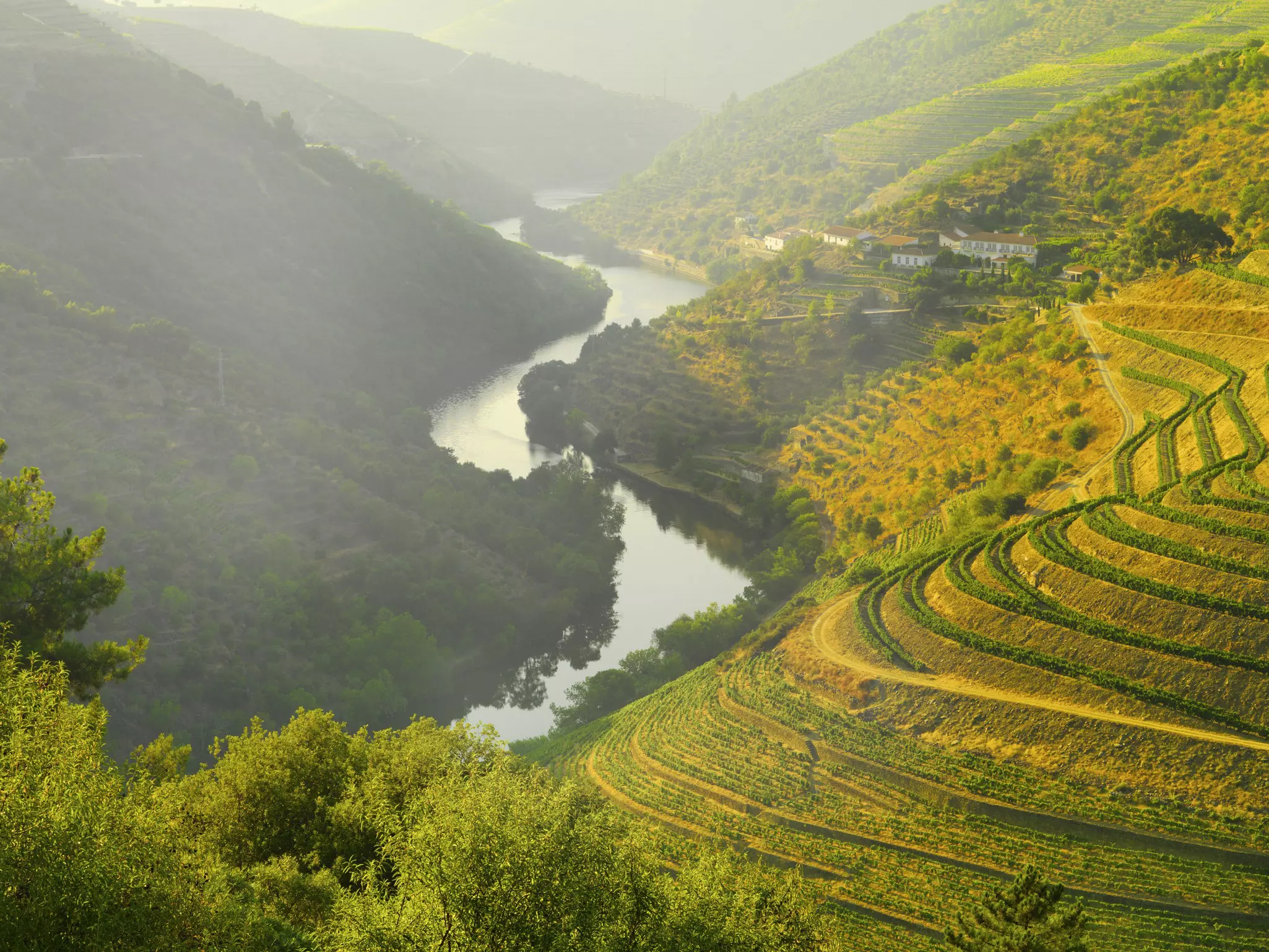 Golden sunlight on a river valley with terraced vineyards.