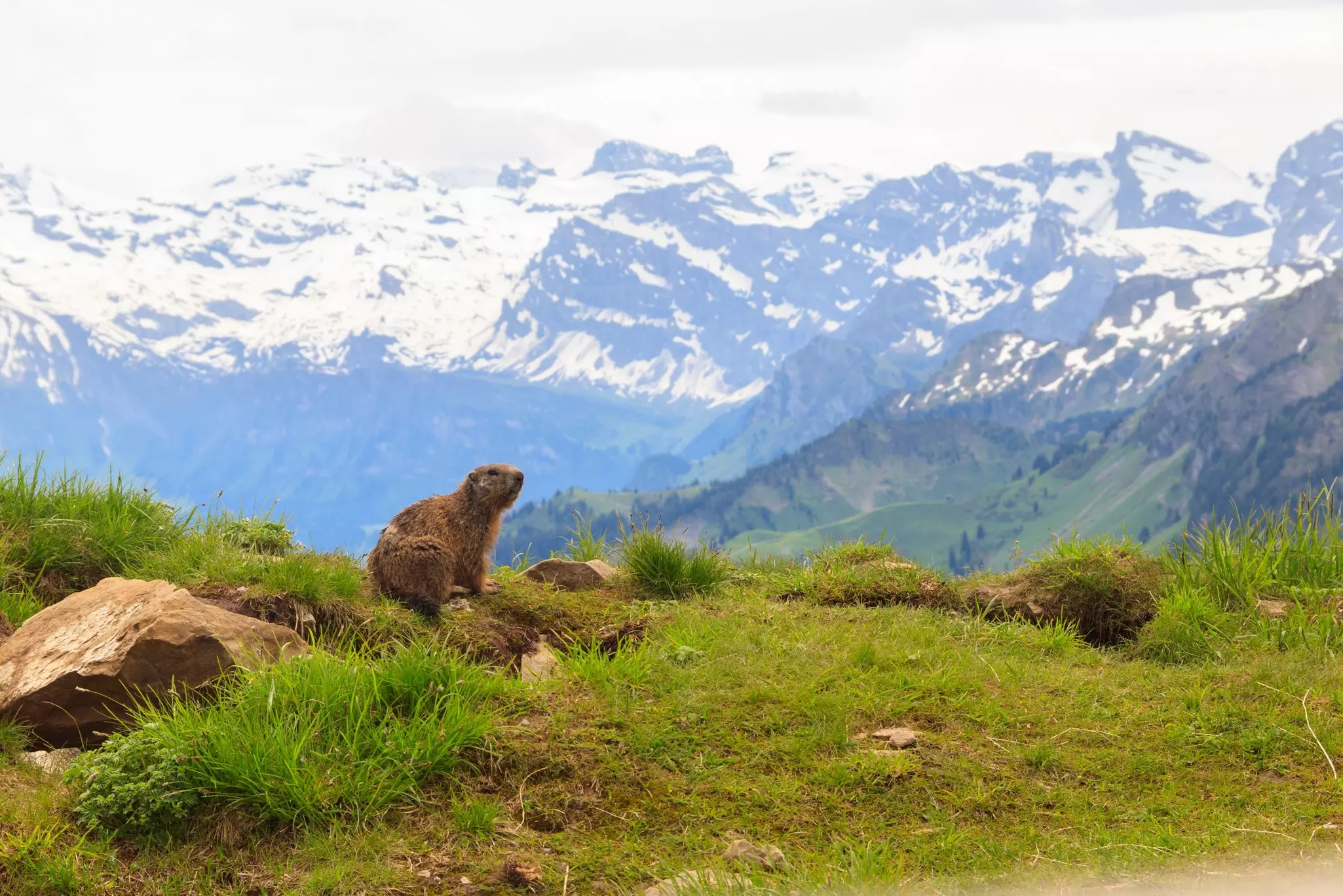 A small, furry brown animal on grassy land with snow-capped mountains in the background