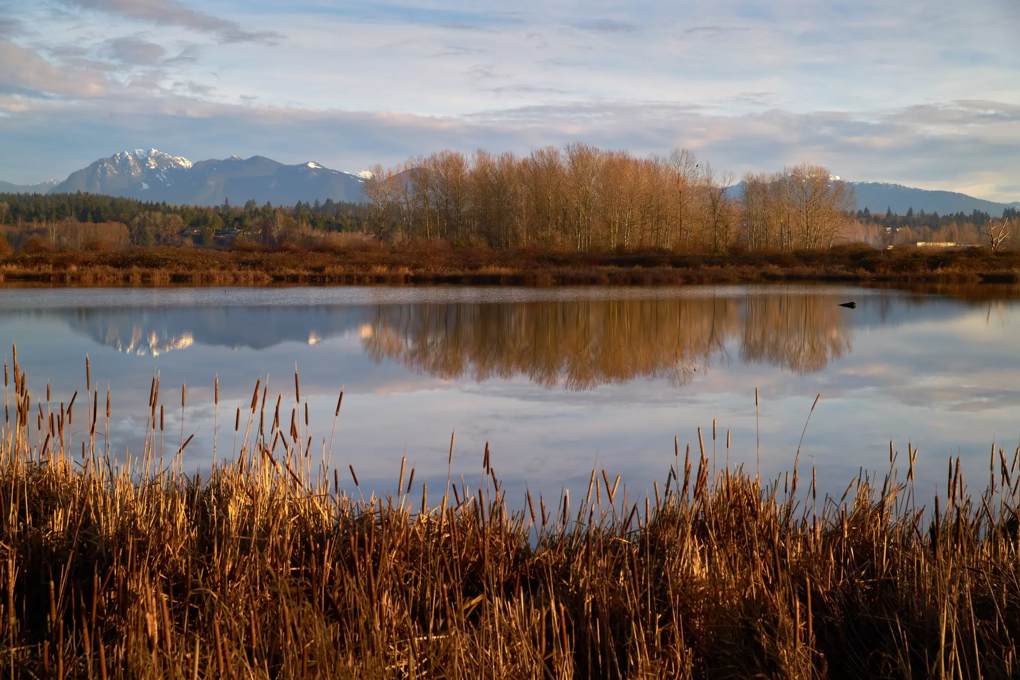 Iona Beach Regional Park Pond. The pond and marsh in Iona Beach Regional Park. 
