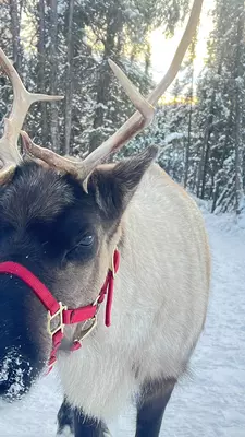 A reindeer with a red harness in the snow in Fairbanks, Alaska.