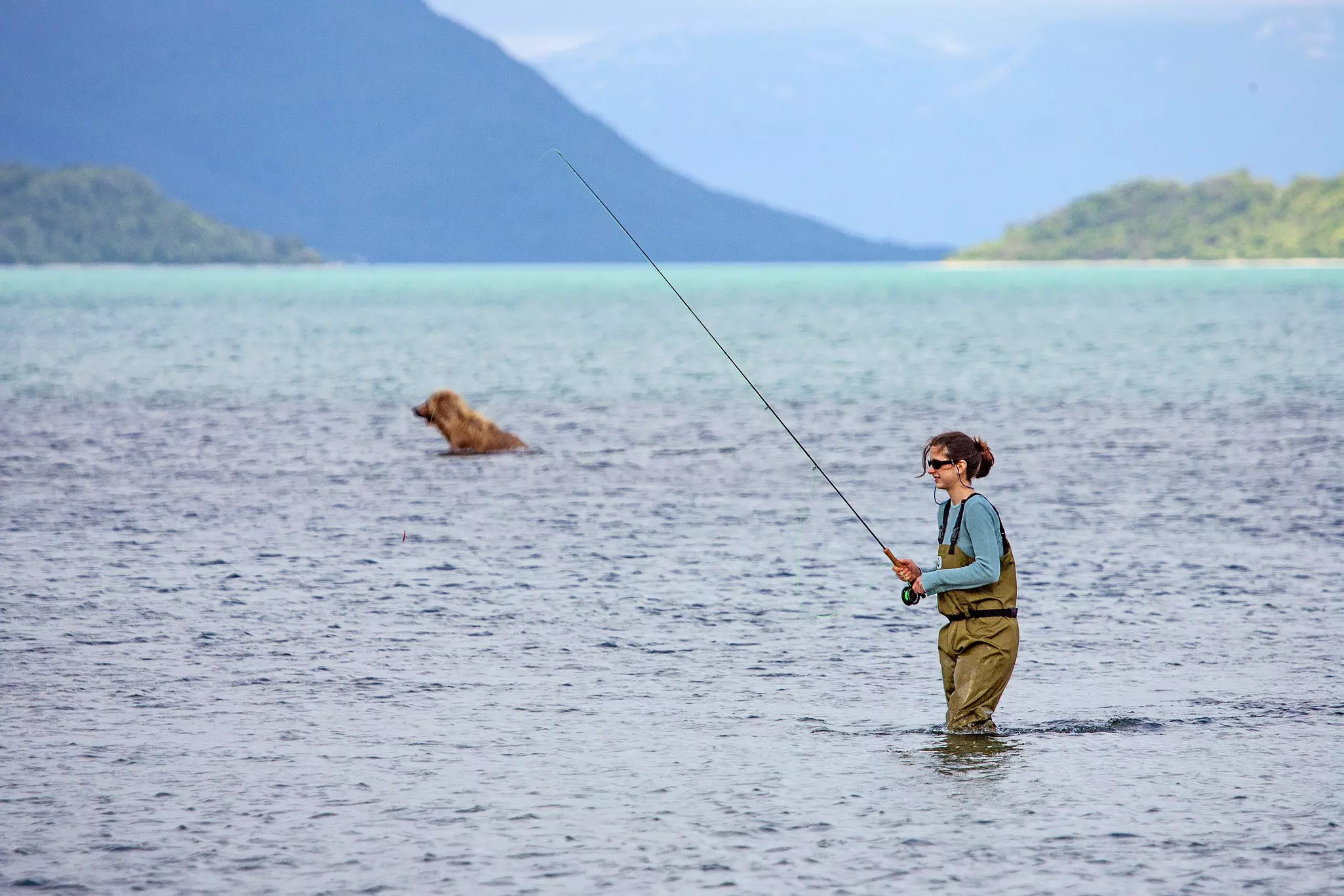 Of course bears have the right of way: make sure you know the rules before you go © oksana.perkins / Shutterstock