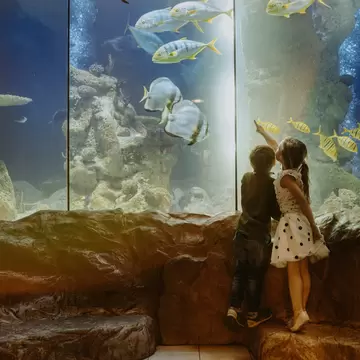 You don't have to get wet to enjoy the underwater exhibits at House of the Sea (Haus des Meeres). AleksandarNakic / Getty Images