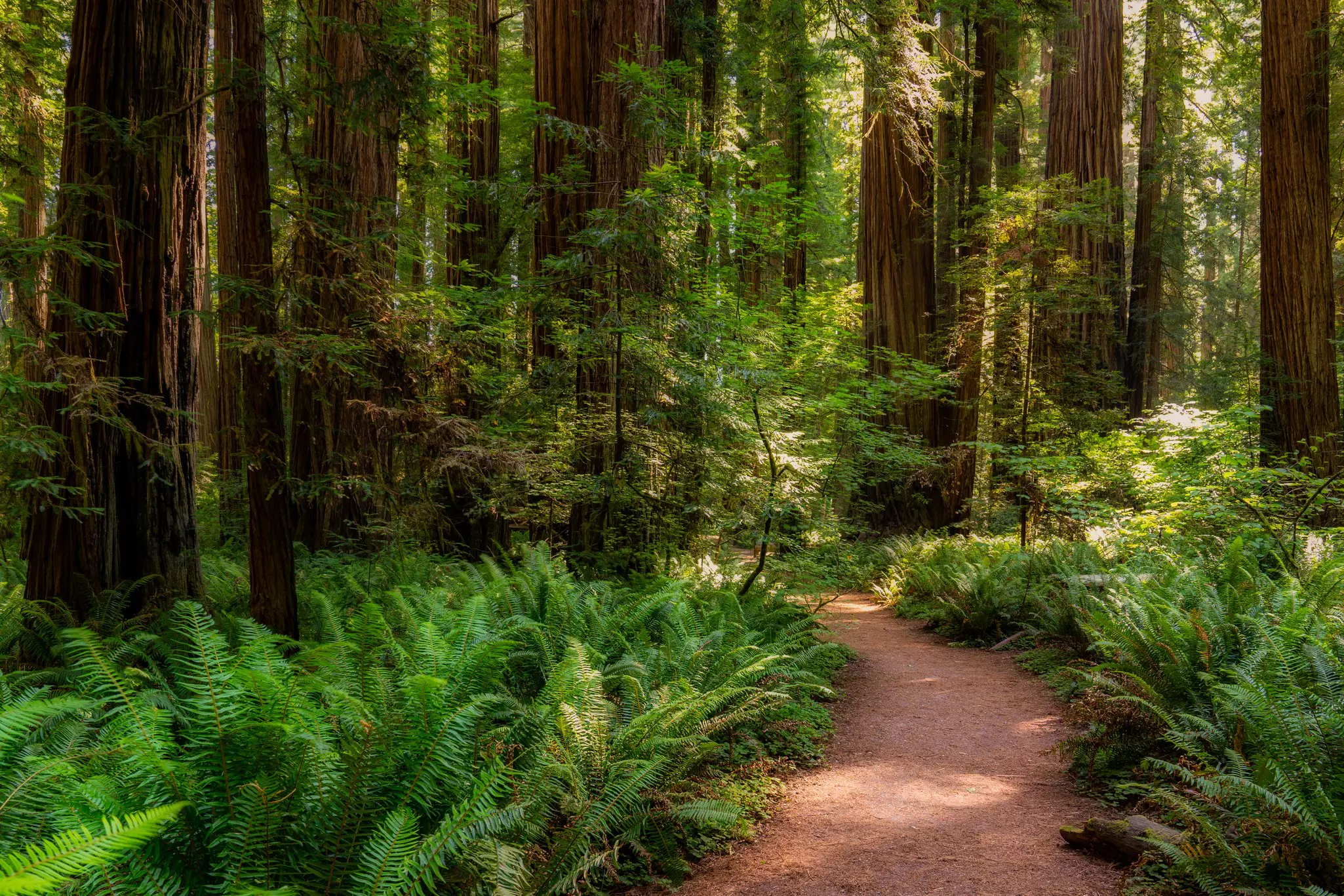A path cuts through leafy green ferns and tall redwood trees in California.