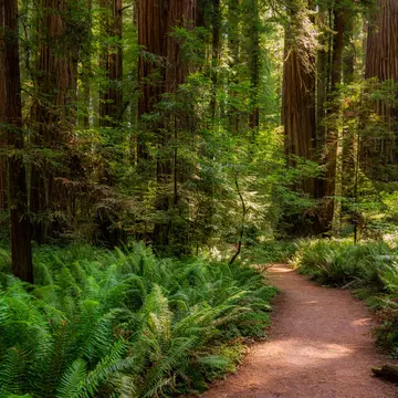 Coastal Redwoods in Humboldt Redwoods State Park on the Avenue of the Giants.