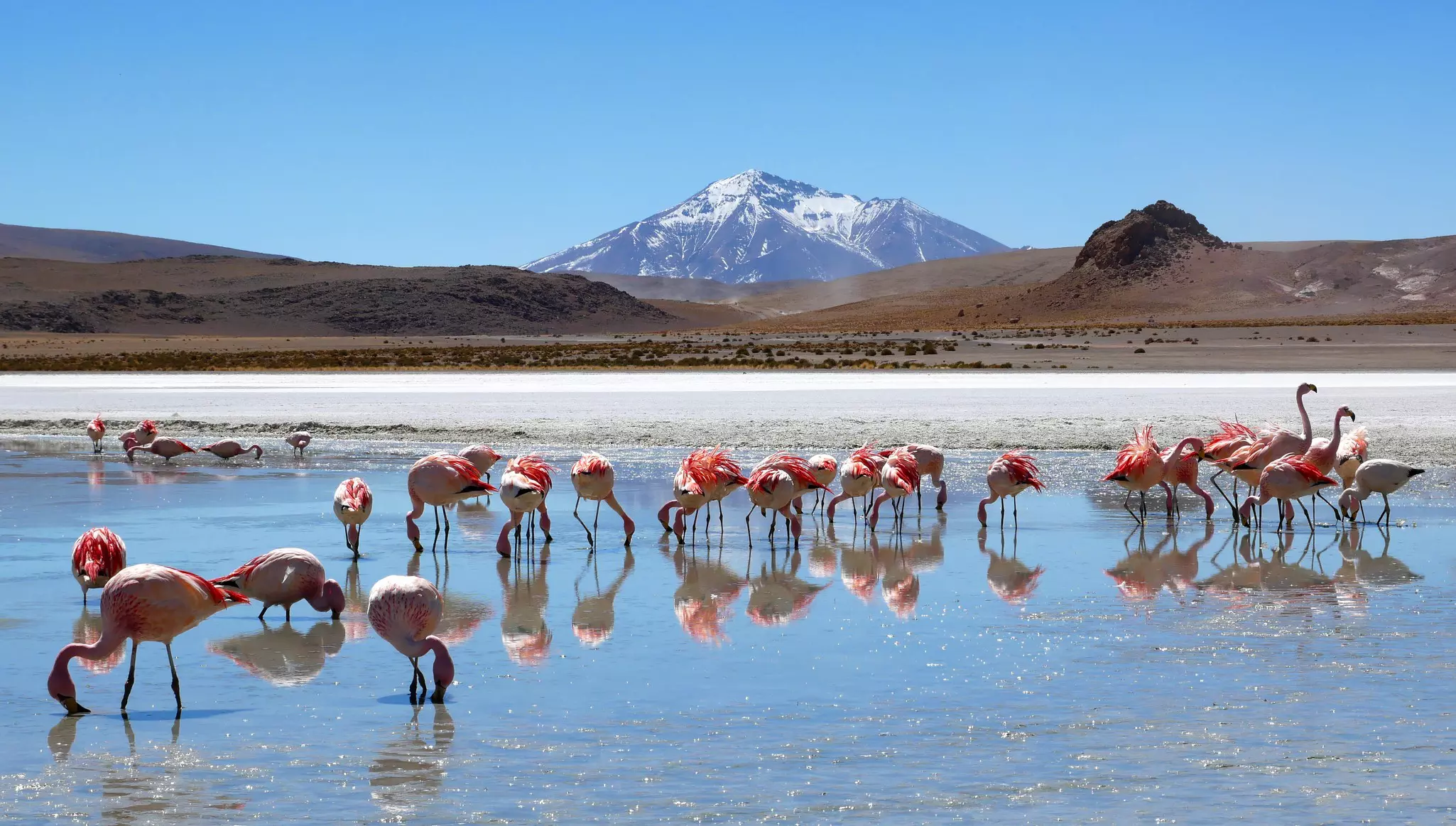 Pink flamingos stand in a shallow pool of water with a snowcapped peak in the distance.