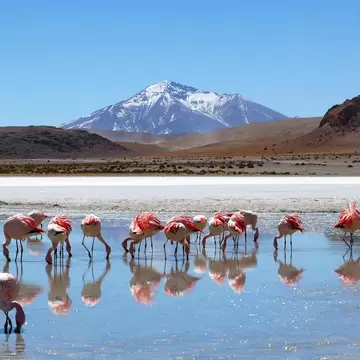 Flamingos - pink birds with long legs - stand in a lake with a distant mountain near Salar de Uyuni, Bolivia