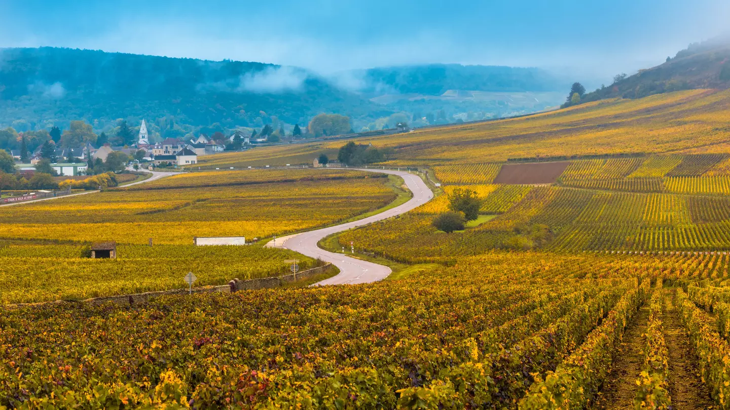 A wide shot of vineyards in the autumn season with golden leaves on the vines and mist on the hills in the distance, Burgundy, France