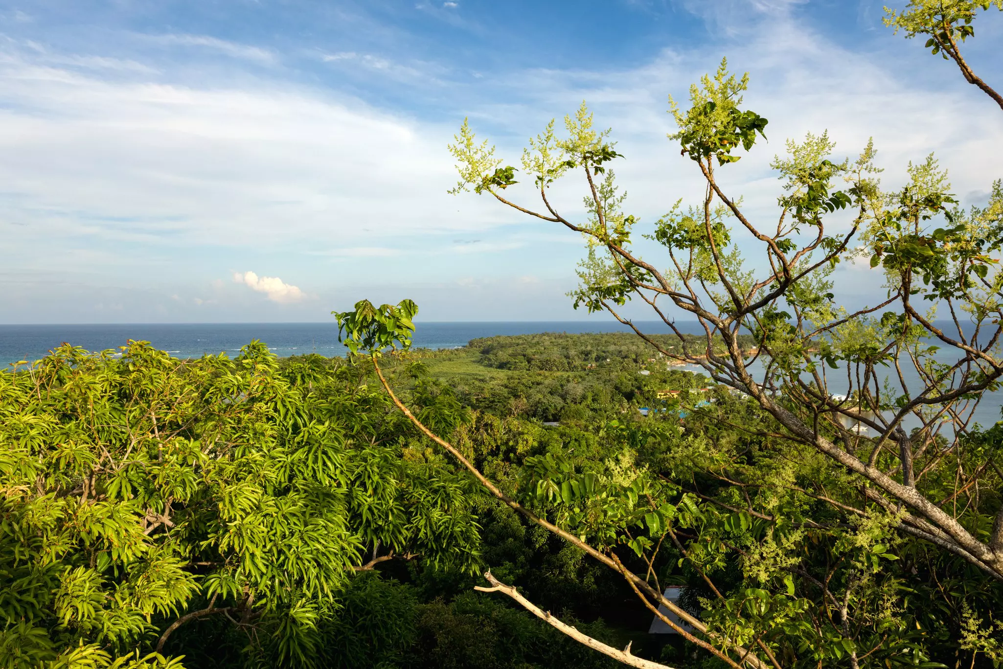 The tree canopies on a densely forested island give way to an ocean view on a sunny day.