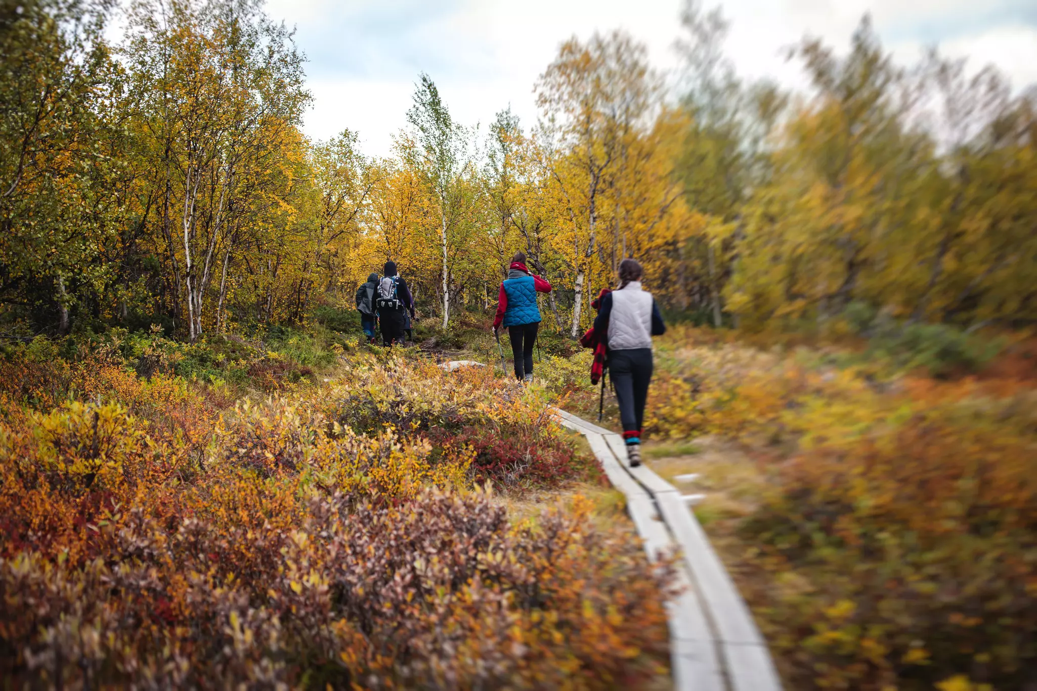 Sunny fall autumn view of Abisko National Park, Kiruna Municipality, Lapland, Norrbotten County, Sweden, with Abiskojokk river, road and Nuolja mountain, near border of Finland, Sweden and Norway  License Type: media  Download Time: 2023-08-01T15:17:30.000Z  User: FergalCo  Is Editorial: No  purchase_order:   