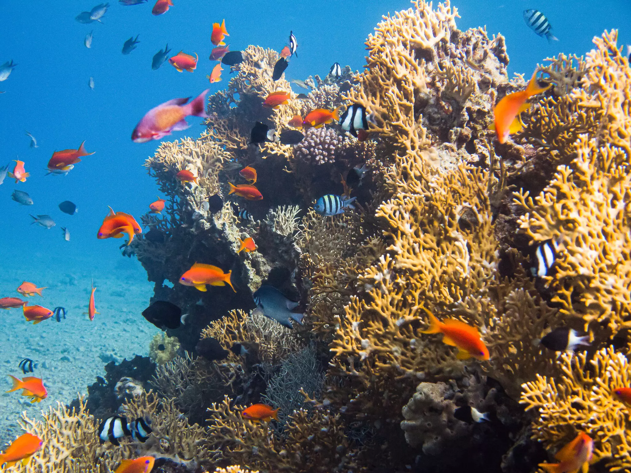 Colorful underwater life in the Red Sea, Aqaba, Jordan.