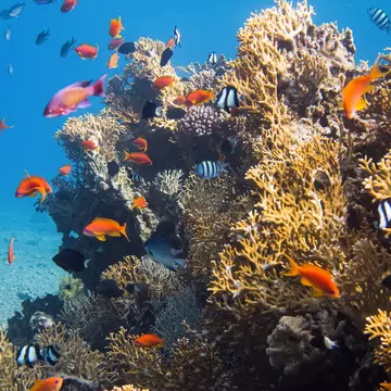 Colorful under water life in Red Sea, Aqaba, Jordan, License Type: media, Download Time: 2024-08-02T11:38:30.000Z, User: aniabartoszek, Editorial: false, purchase_order: 56530, job: Global Publishing-WIP, client: Jordan 12, other: Ania Lenihan