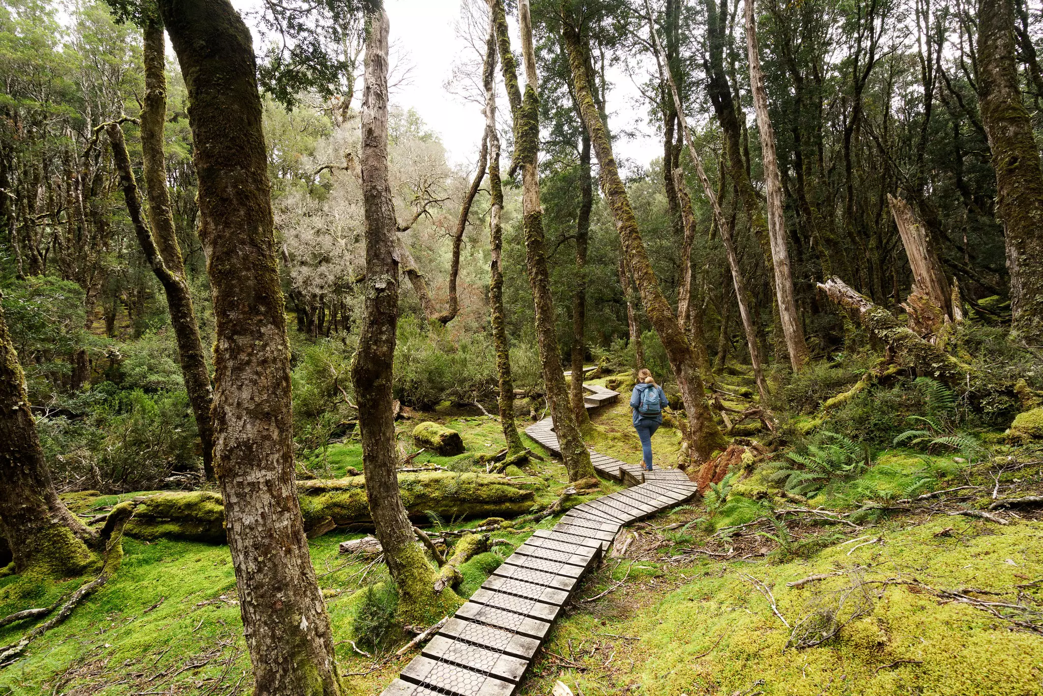 Cradle Mountain National Park, Tasmania, Australia