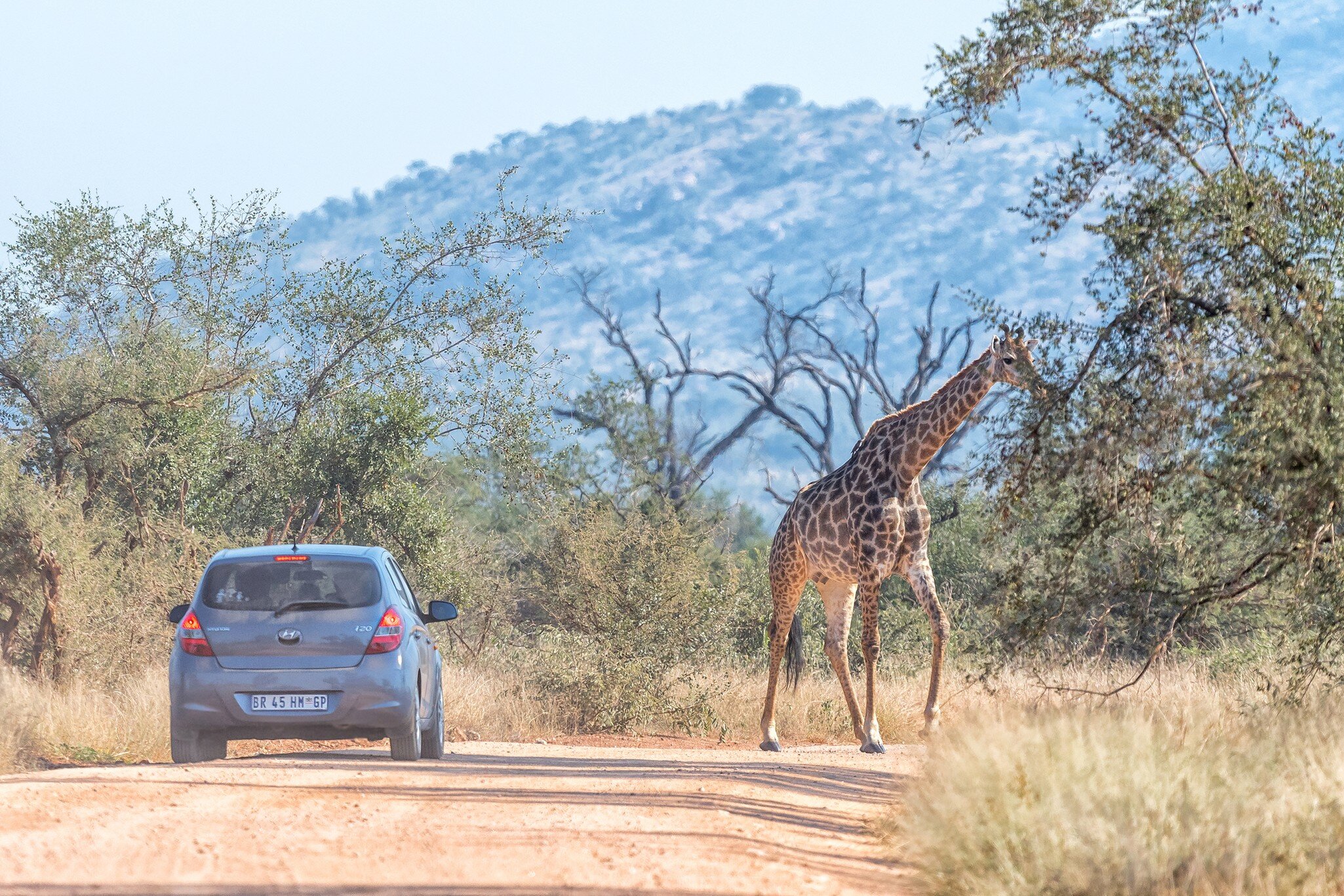 A car stopped on an african road in the amboseli park under mount Kilimanjaro while a giraffe is crossing the road
