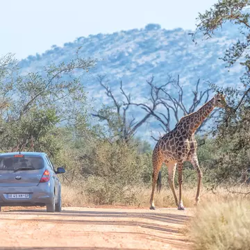 A car stopped on an african road in the amboseli park under mount Kilimanjaro while a giraffe is crossing the road