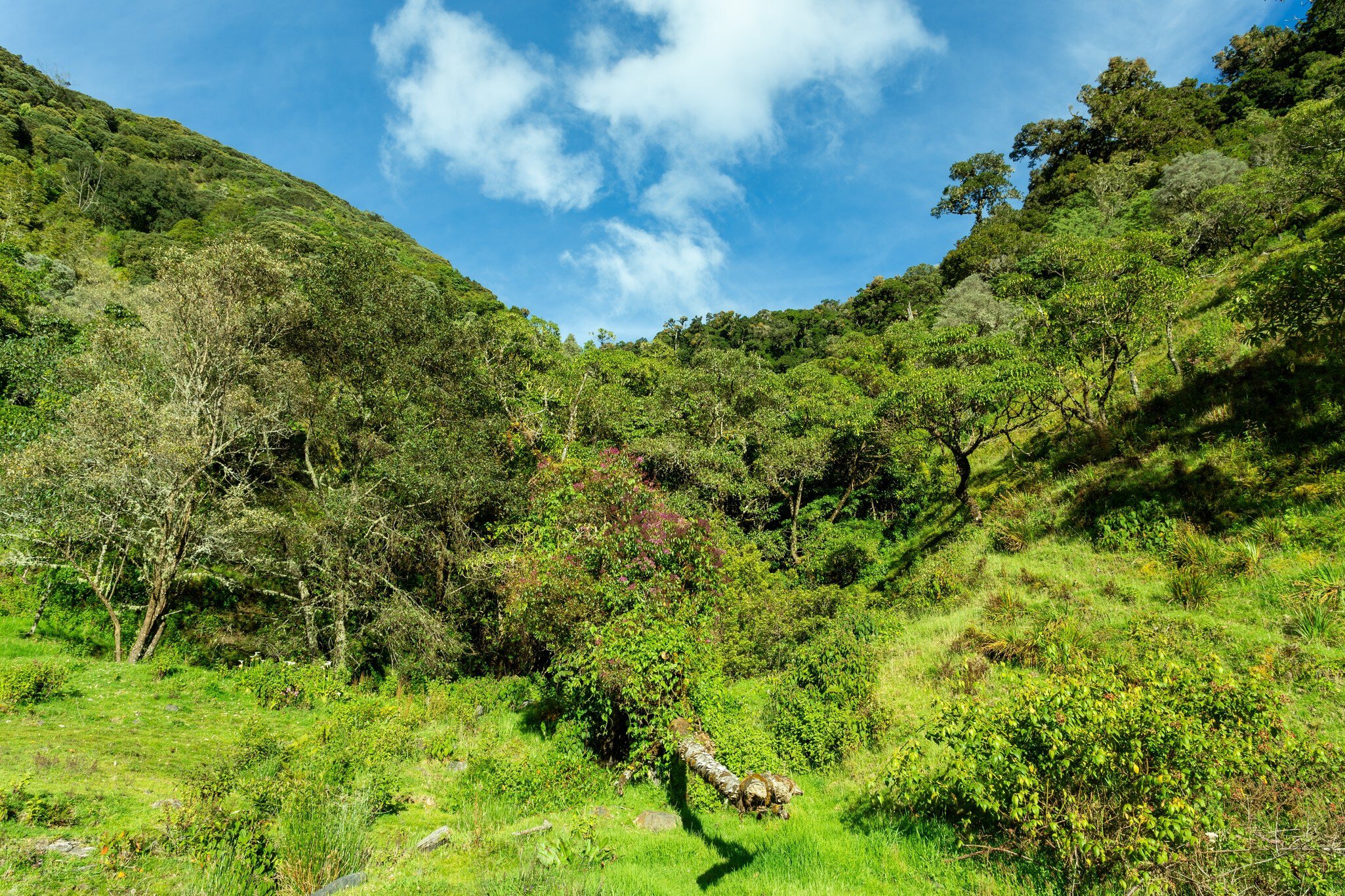 Beautiful view of the landscape, Los Quetzales National Park, and the rainforest surrounding San Gerardo de Dota.