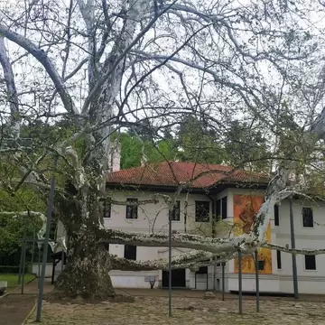 Giant pale-barked plane tree with limbs held up by metal poles, in front of a white two-storey house with red roof