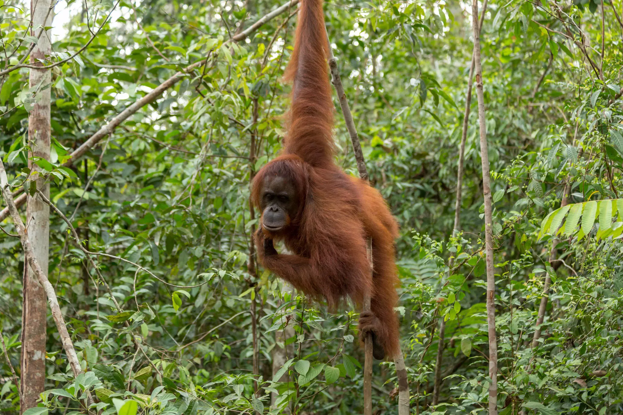 An orangutan hanging on a tree branch in a green forest