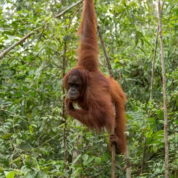 An orangutan hanging on a tree branch in a green forest