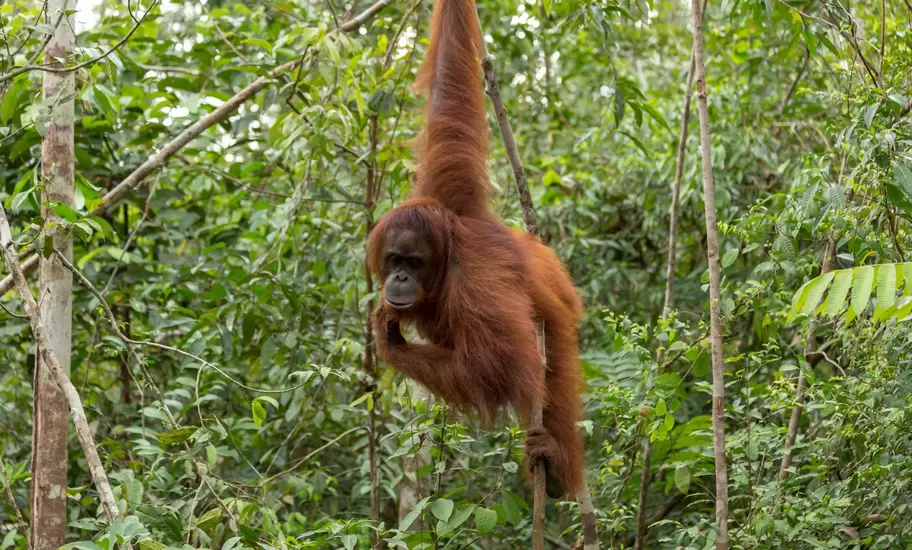 An orangutan hanging on a tree branch in a green forest