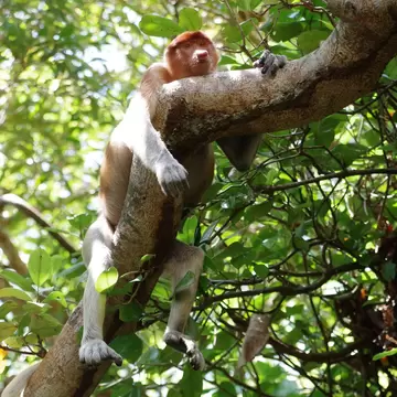 Orange-faced proboscis monkey draped over a thick tree branch, arms and legs dangling, against green leaves
