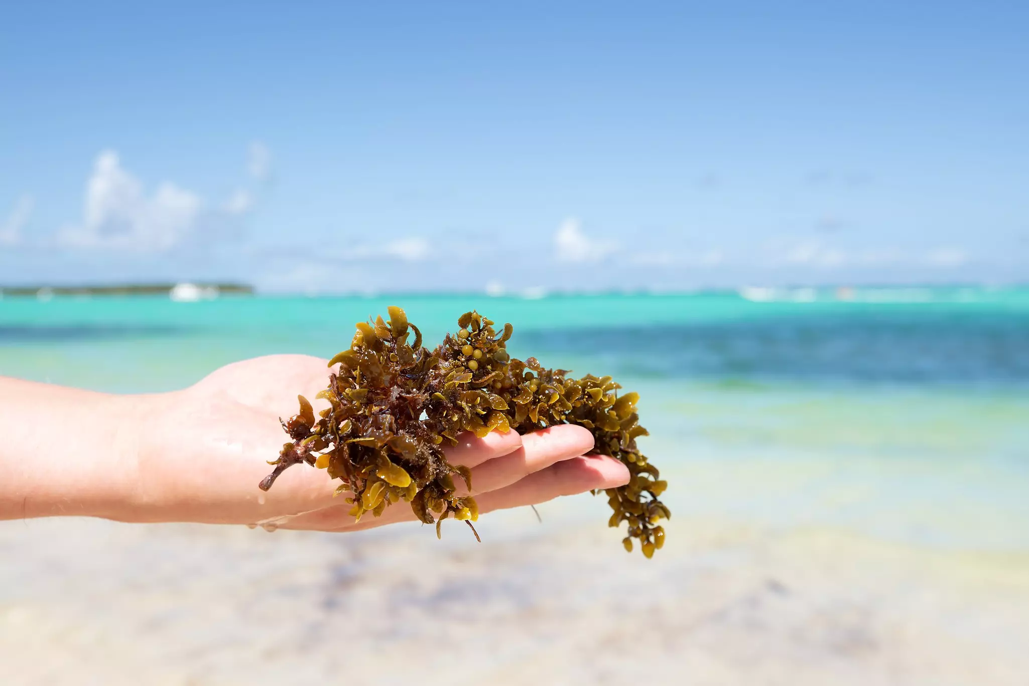 A person's hand holding out a clump of seaweed with an out-of-focus beach and light blue sea in the background on a sunny day.