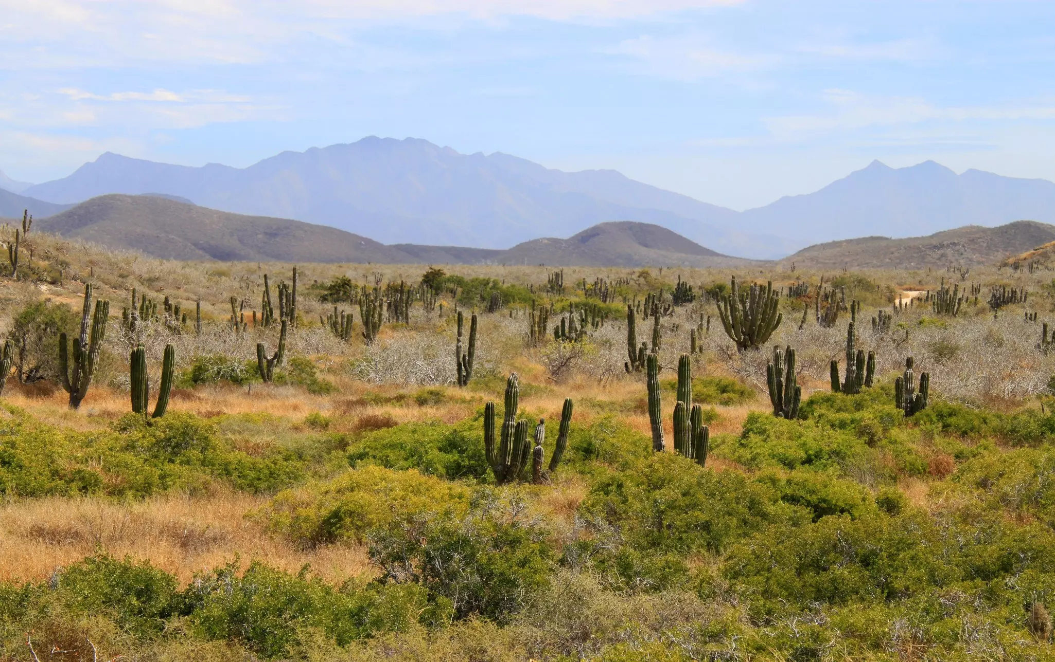 A dry landscape with cacti and mountains in the background.