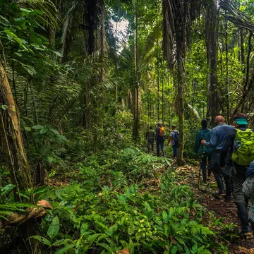 Hikers walk through dense green foliage in Manu National Park in Peru