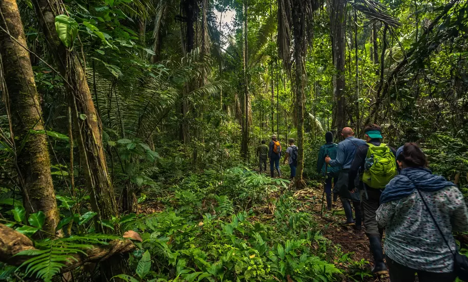 Hikers walk through dense green foliage in Manu National Park in Peru