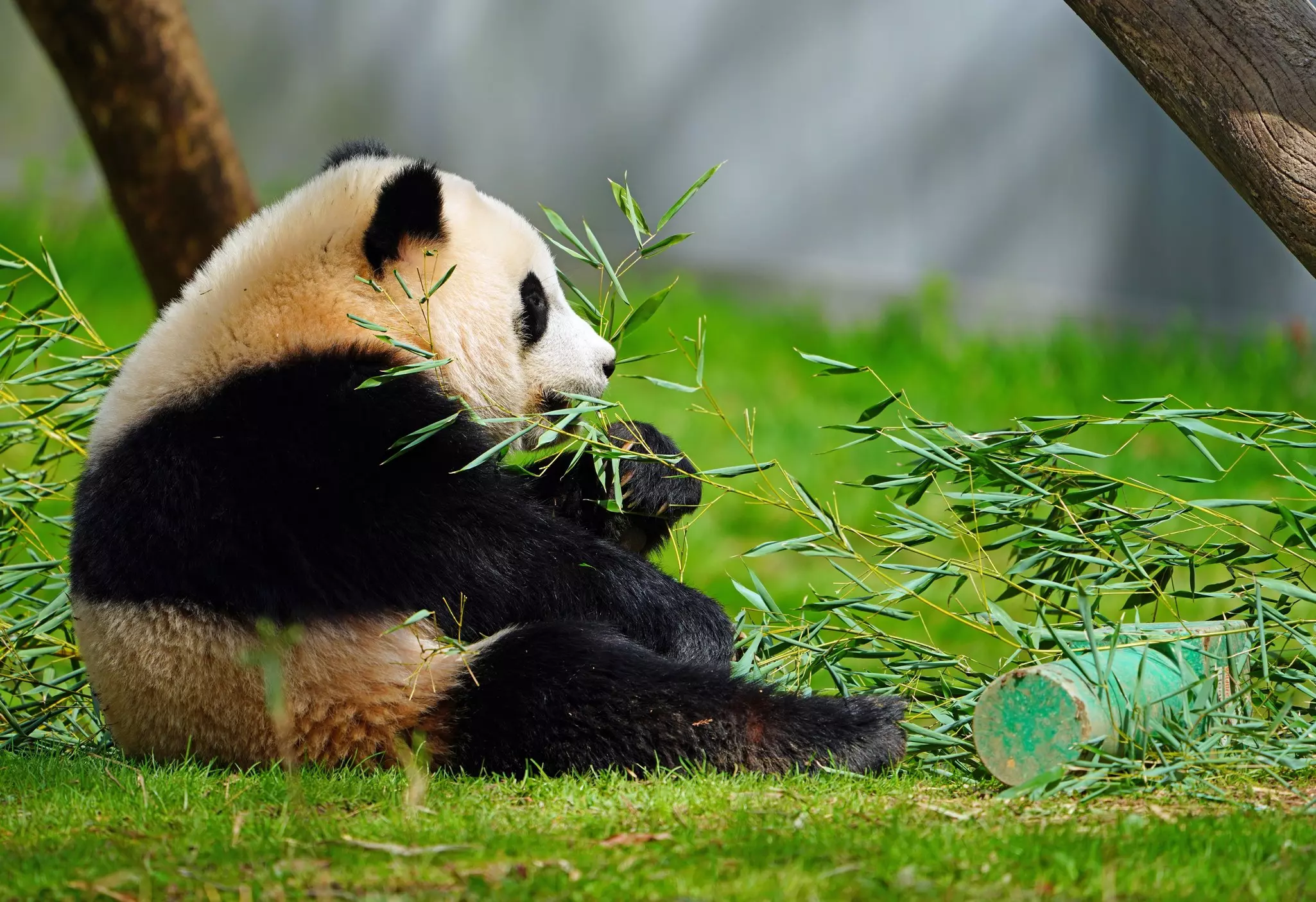A black and white giant panda at the Smithsonian National Zoo in Washington, DC