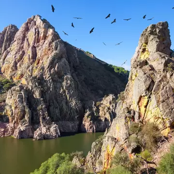 Bird flying over the water at the Mirador Salto del Gitano in the Parque Nacional de Monfragüe, Spain.