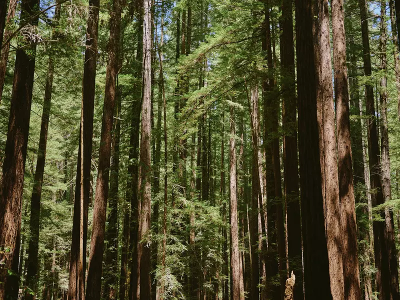 Tall redwood trees dapped with sunlight