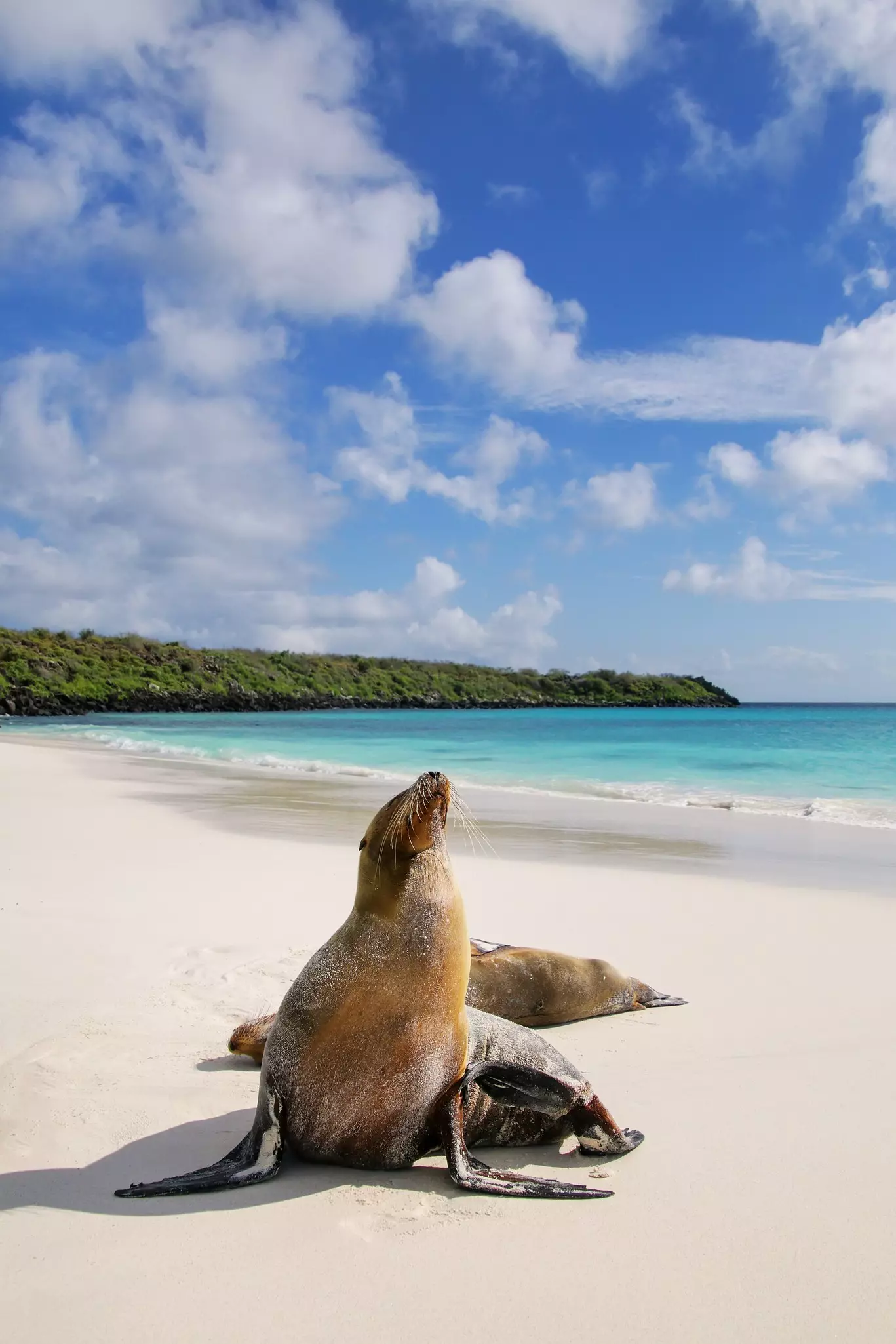 Sea lions rest on a white-sand beach on a sunny day