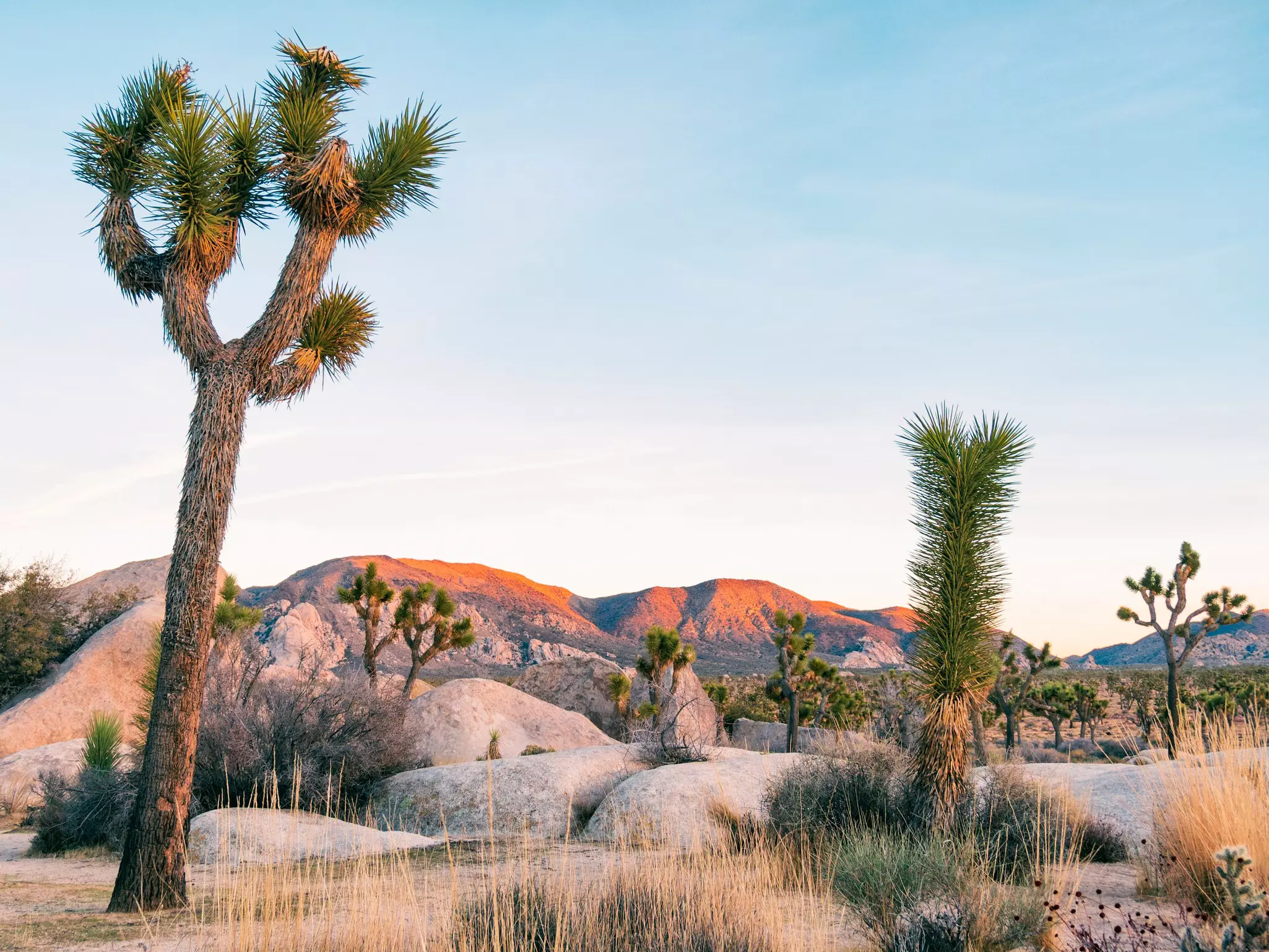 Joshua Tree Landscape