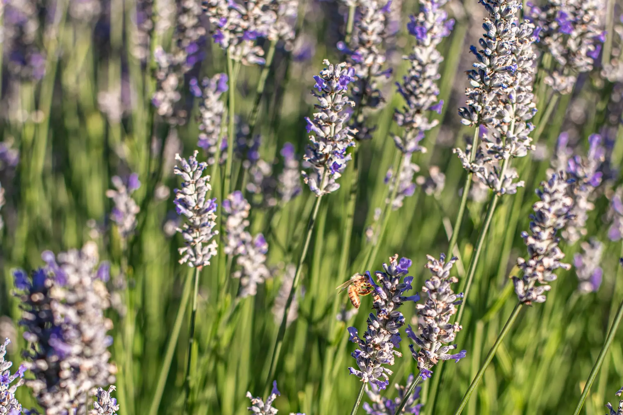 close up photograph of a honey bee hovering on a lavender blooming with purple blooms