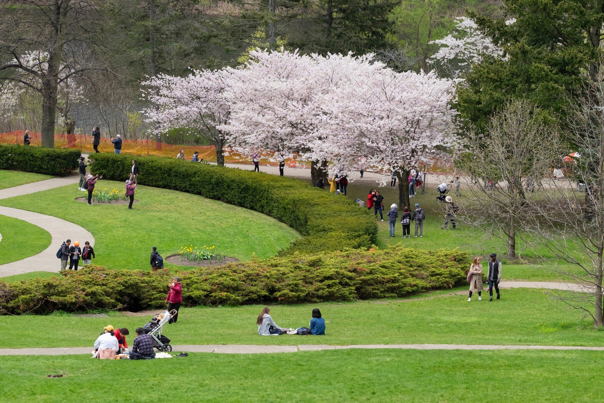 Toronto, Ontario / Canada - May 16 2019: Spring scene of people enjoying the views of white full bloom cherry blossom at High Park. Men, women, kids spending time outdoor, spring season concept.; Shutterstock ID 1400380913; your: Sloane Tucker; gl...