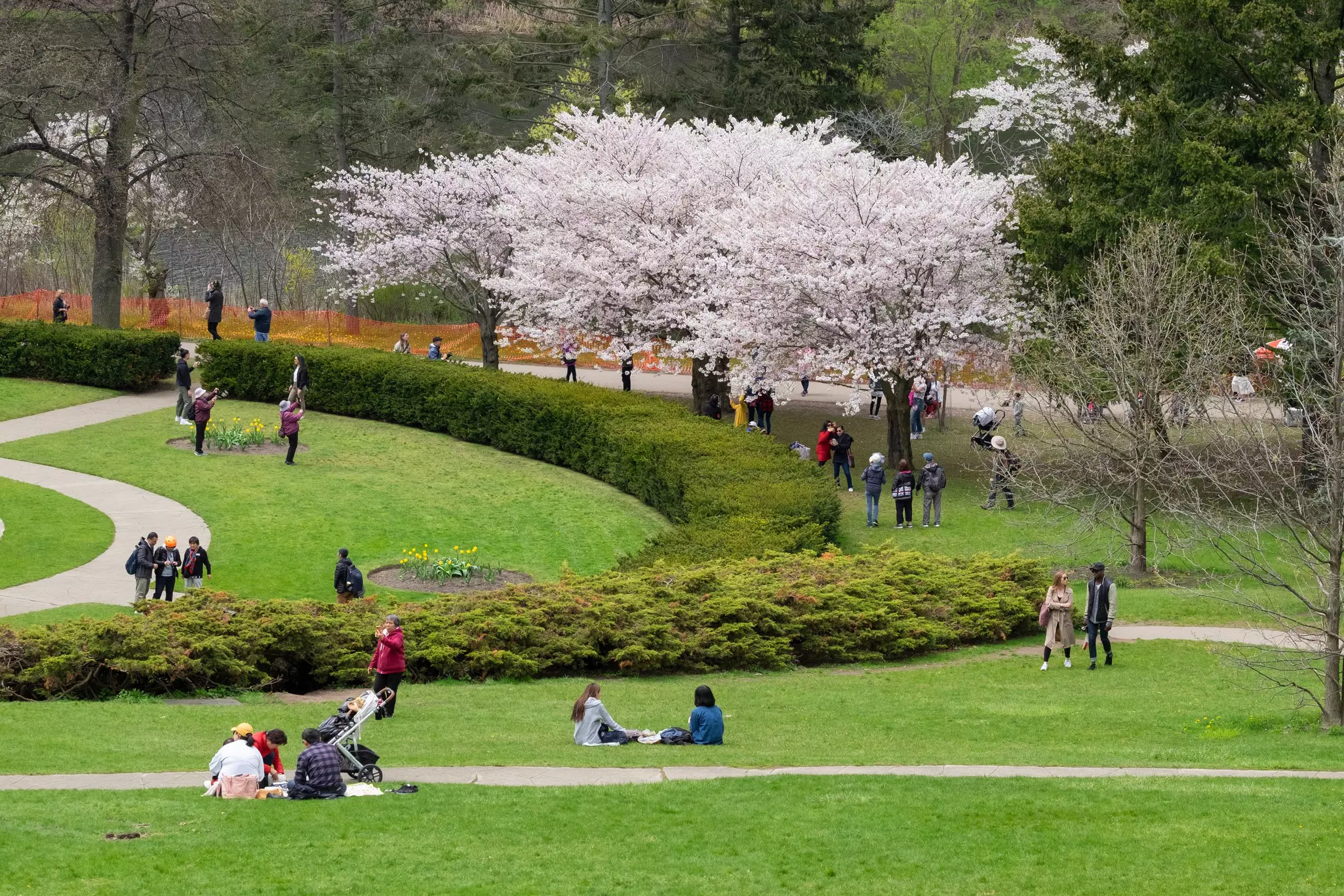 Spring scene of people enjoying the views of white cherry blossoms at High Park, Toronto.