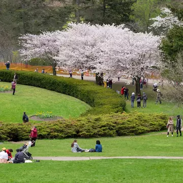 Toronto, Ontario / Canada - May 16 2019: Spring scene of people enjoying the views of white full bloom cherry blossom at High Park. Men, women, kids spending time outdoor, spring season concept.; Shutterstock ID 1400380913; your: Sloane Tucker; gl...