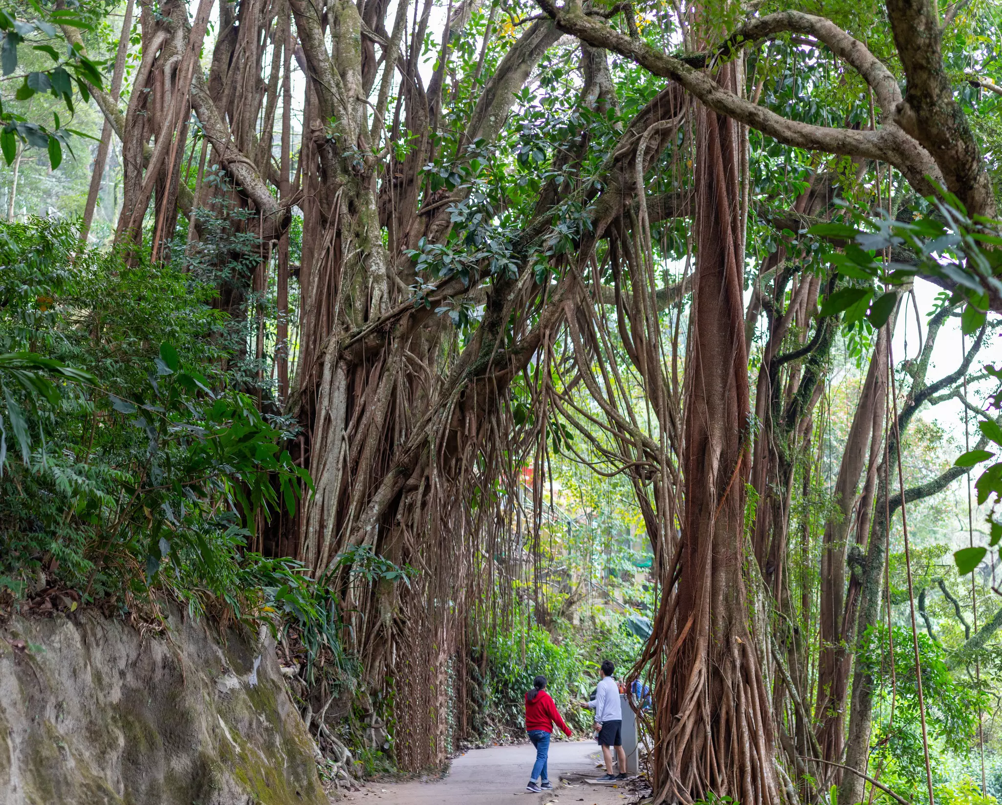 People stand under a rubber tree growing over a walking path.